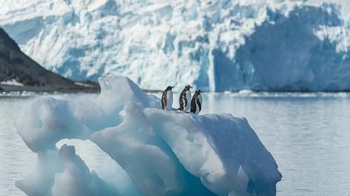 Пингвины на льдине.