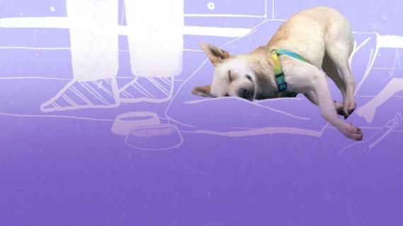 Изображение-Я хочу взять животное из приюта или с улицы. Они «сложнее» породистых? К чему мне готовиться?